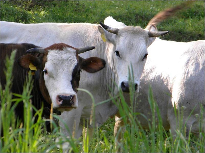 Castelnuovo Bormida Cascina Beneficioヴィラ エクステリア 写真