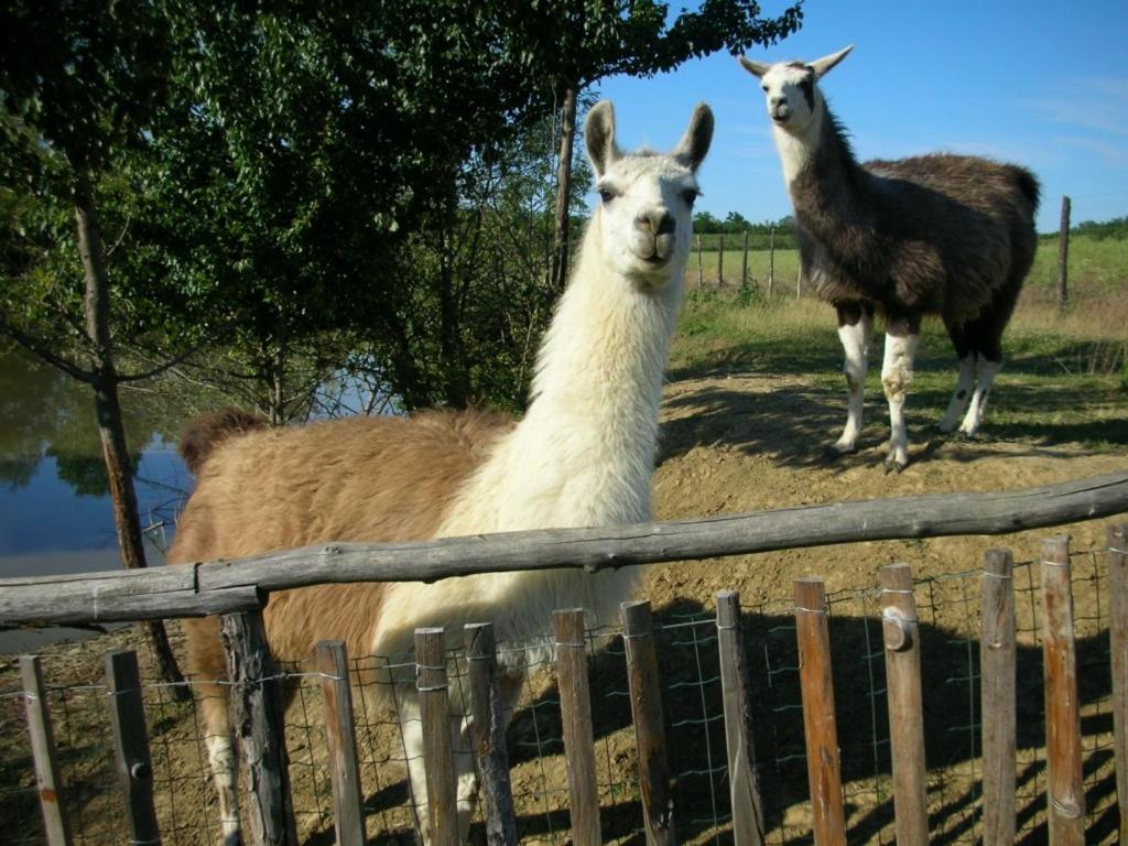 Castelnuovo Bormida Cascina Beneficioヴィラ エクステリア 写真
