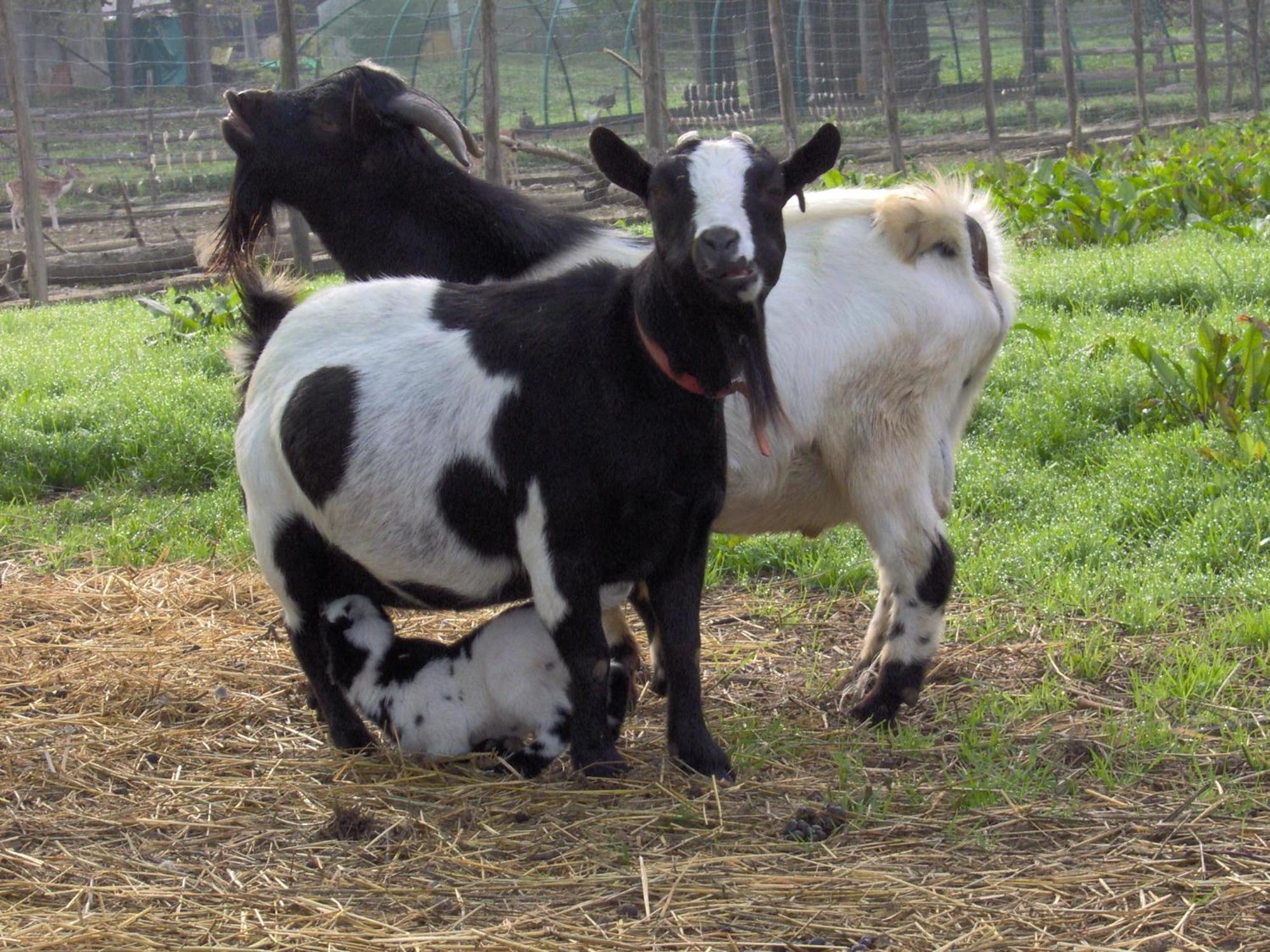 Castelnuovo Bormida Cascina Beneficioヴィラ エクステリア 写真